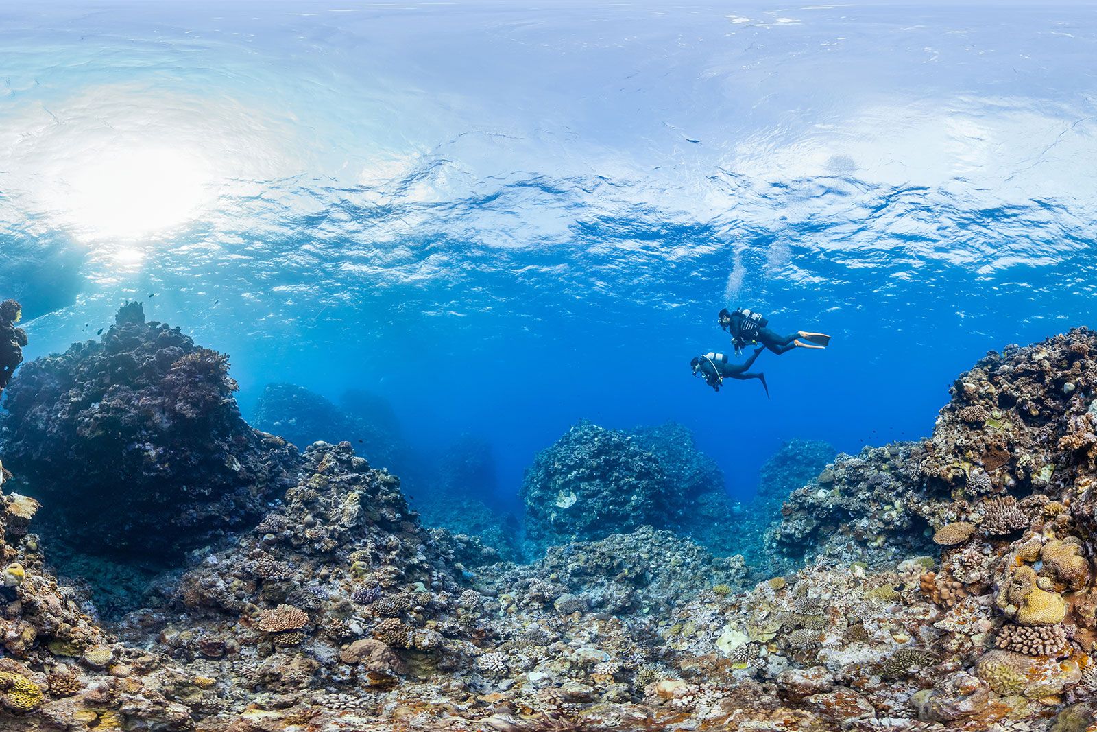 A couple of divers passing over a huge coral reef.