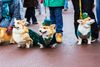 A row of dogs dressed in leprechaun outfits.