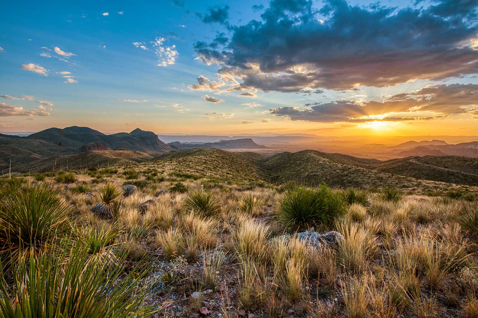 Tall grass on a hill at sunset, a mountain range in the background.
