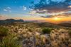 Tall grass on a hill at sunset, a mountain range in the background.