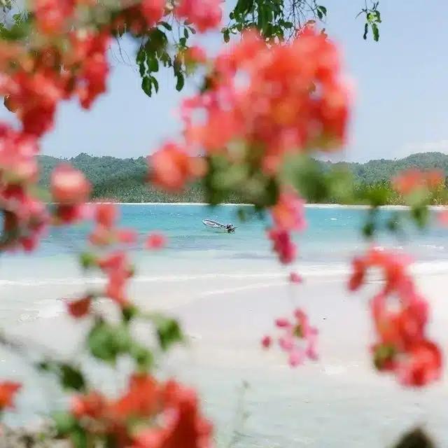 A beach near Santo Domingo, Dominican Republic, as seen through red blooms of a tree