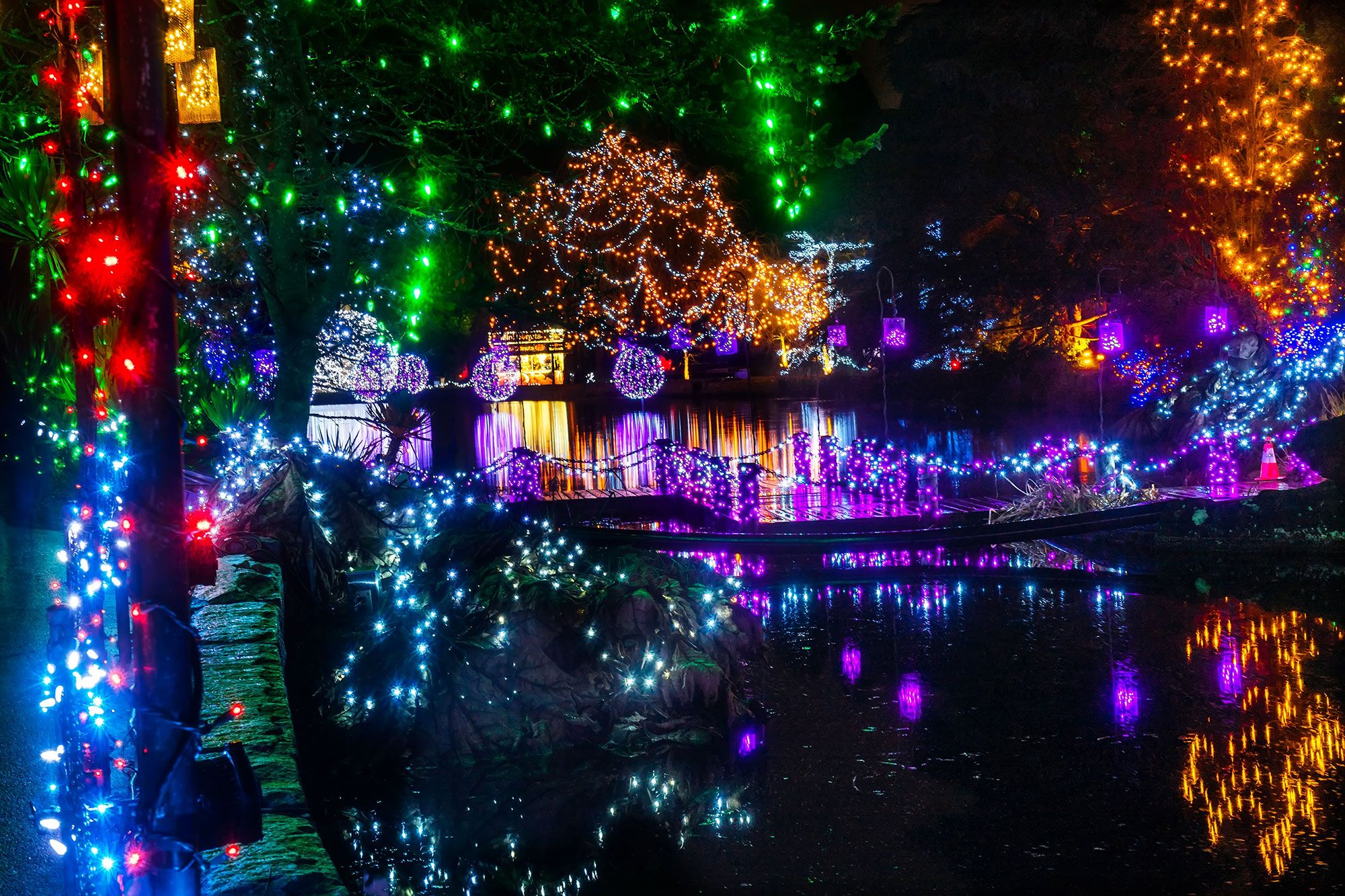 Christmas lights wrapped around and on trees and reflected on water in a garden setting at night.