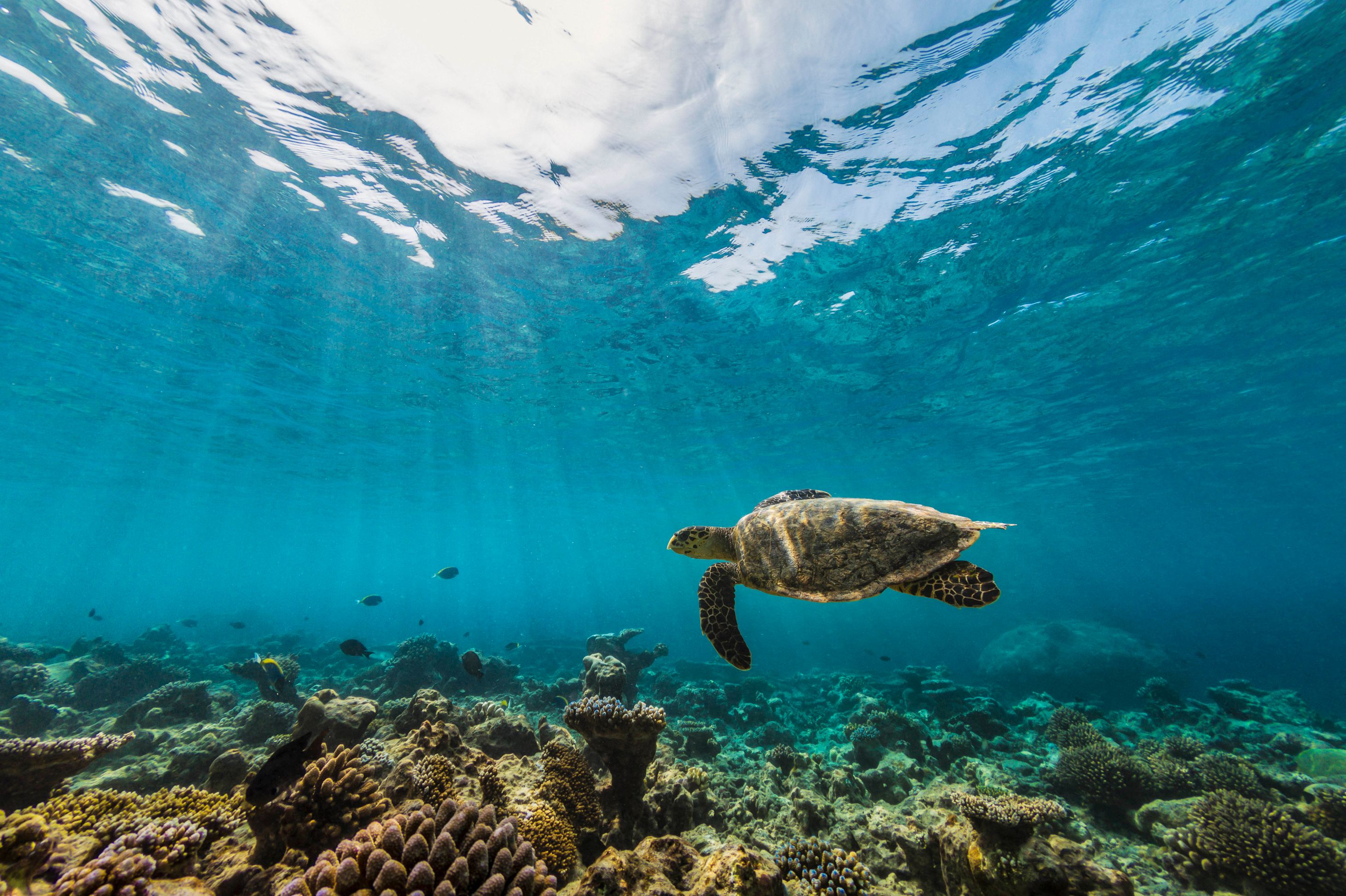 A hawksbill sea turtle swimming off the coast of Cozumel