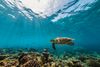A hawksbill sea turtle swimming off the coast of Cozumel