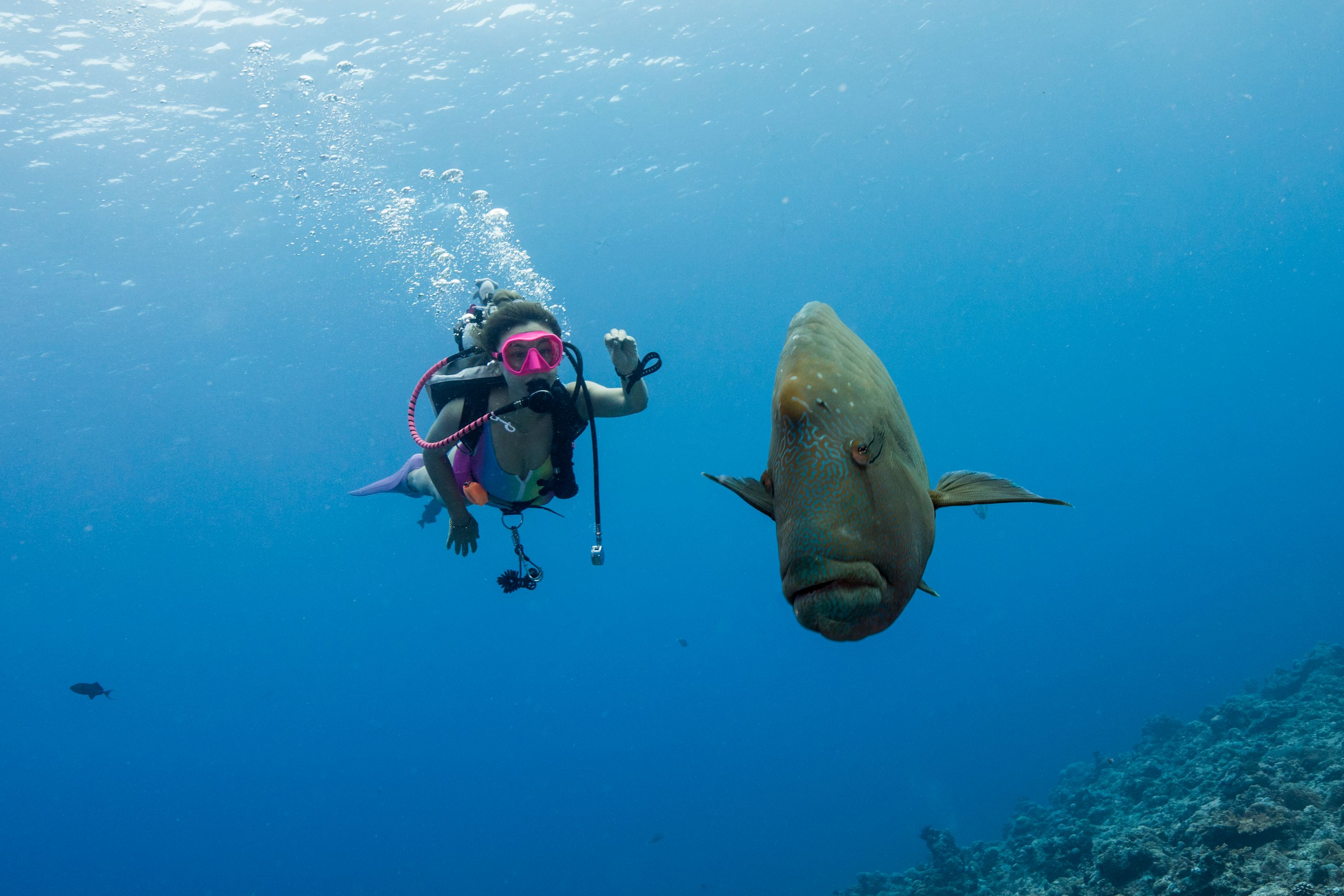 A diver next to a Napoleon Wrasse fish.