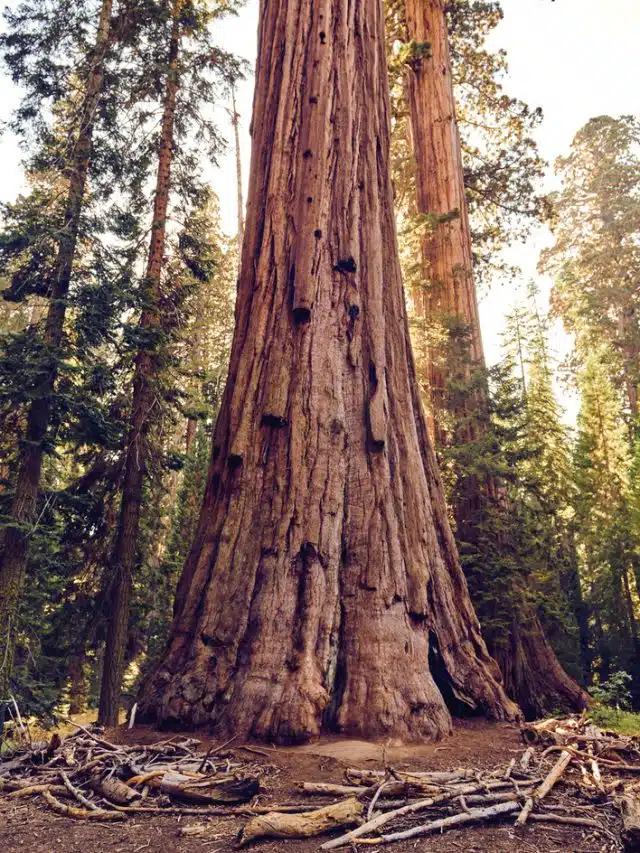 A tall redwood tree is seen from the base on a sunny day in Redwood National Park, California 