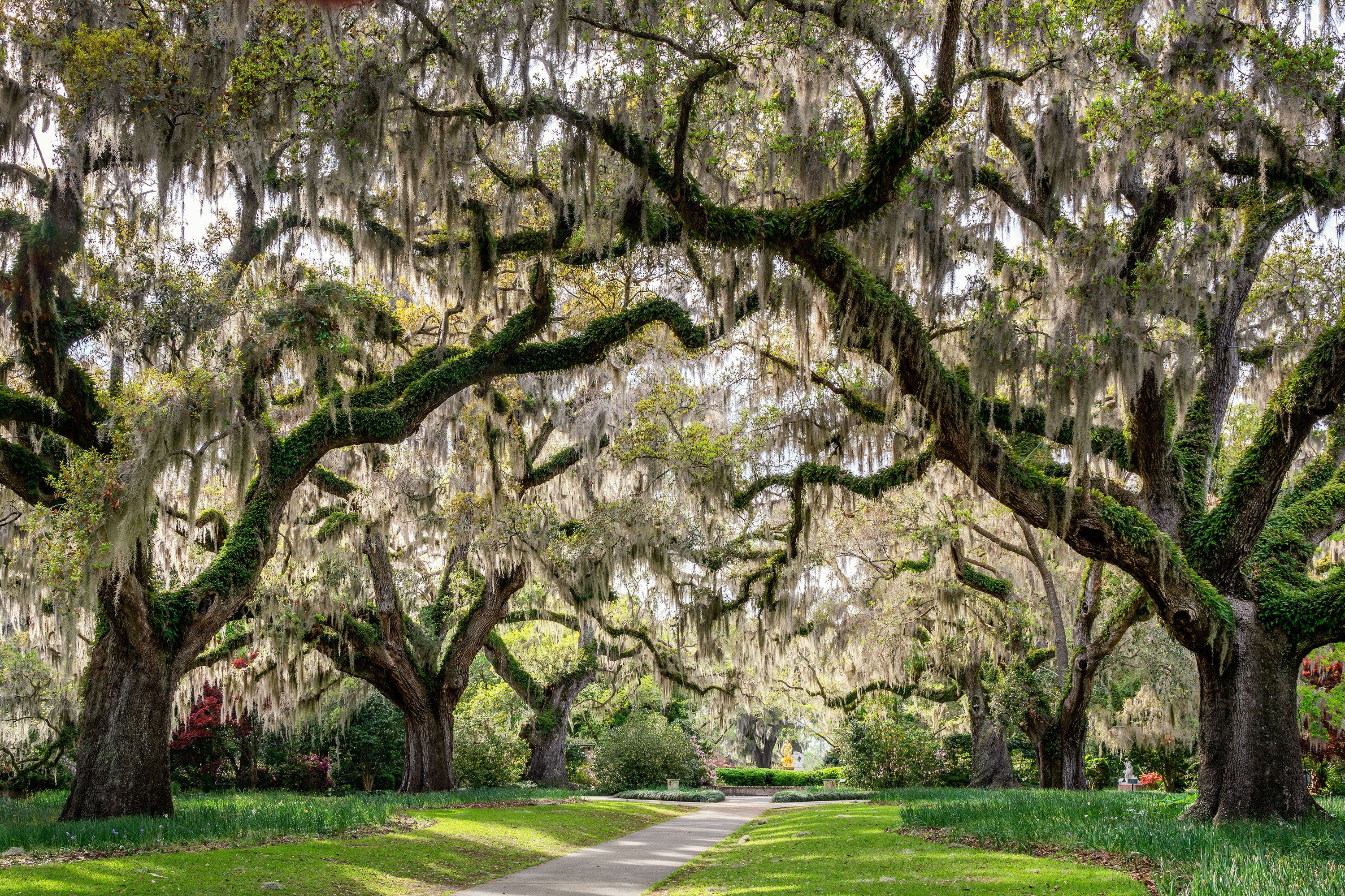 Live oak trees covered in Spanish moss arch over a grassy garden path.