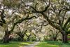 Live oak trees covered in Spanish moss arch over a grassy garden path.