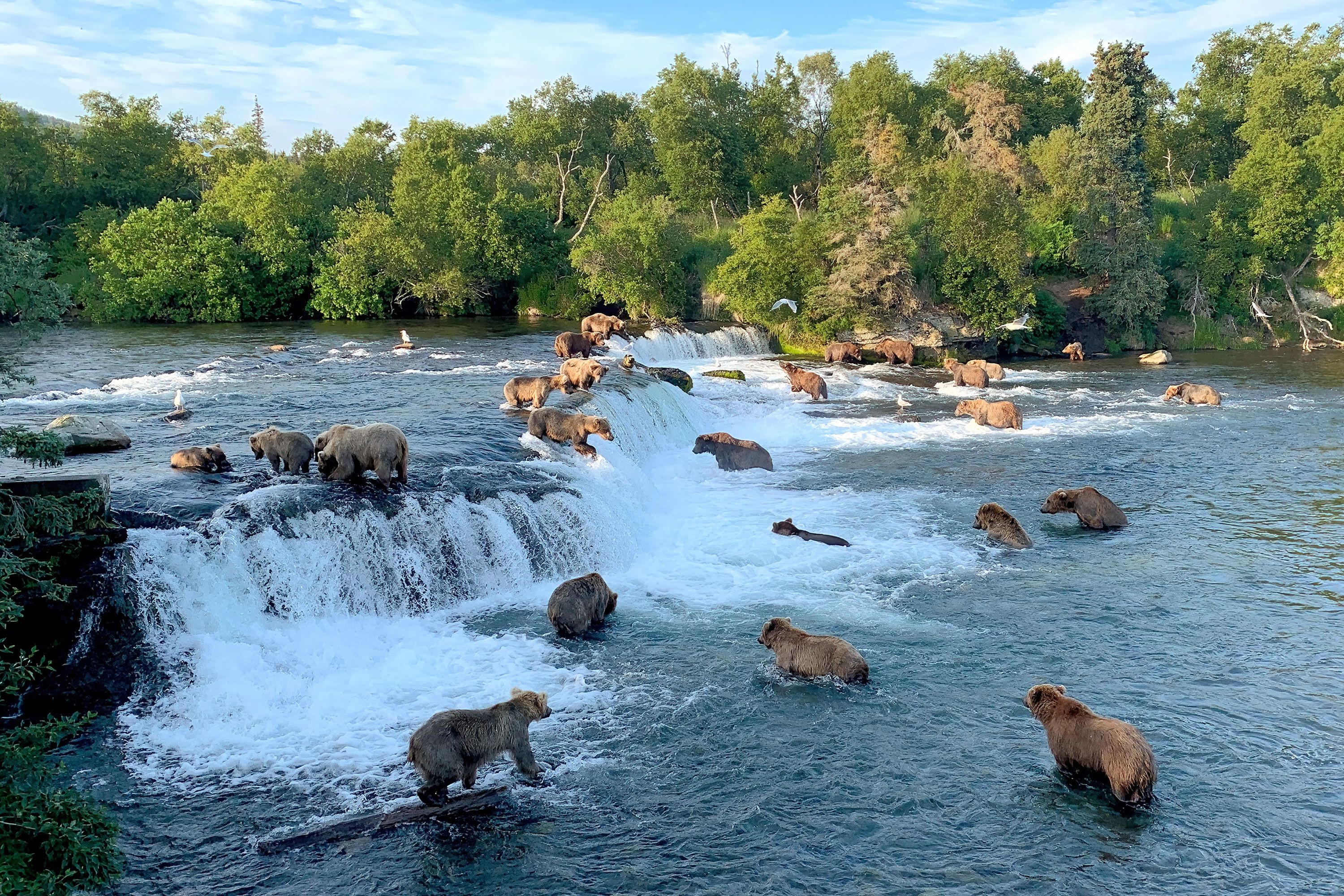 Brown bears gather in a rushing river below a small waterfall, fishing together.