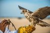 A falcon lands on a person's yellow-gloved hand in the desert