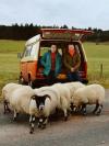 Ewan McGregor and his brother Colin McGregor lean against a orange and cream campervan, a flock of sheep in front of them