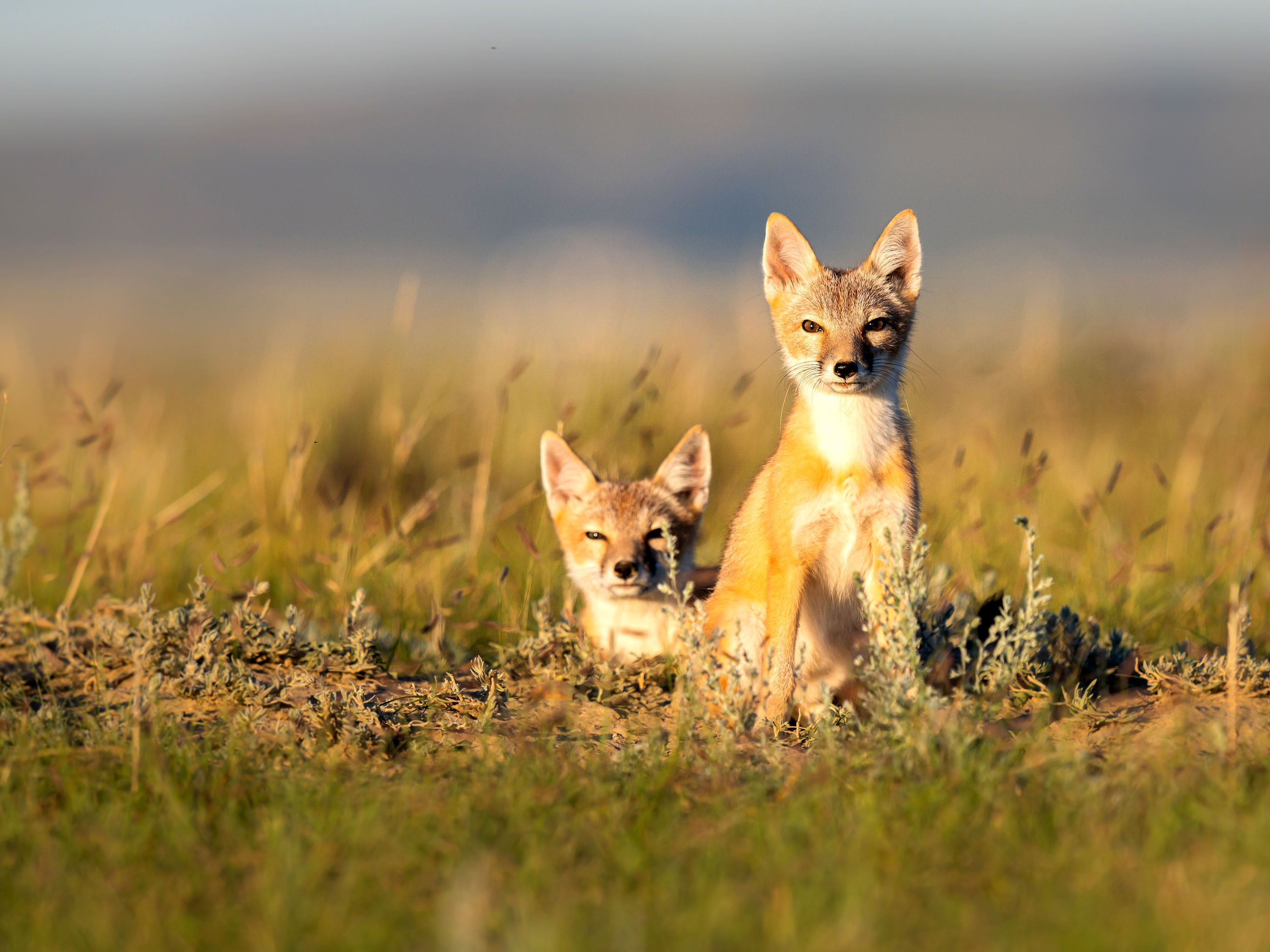 Two foxes sit up with perked ears.