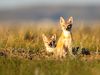 Two foxes sit up with perked ears.