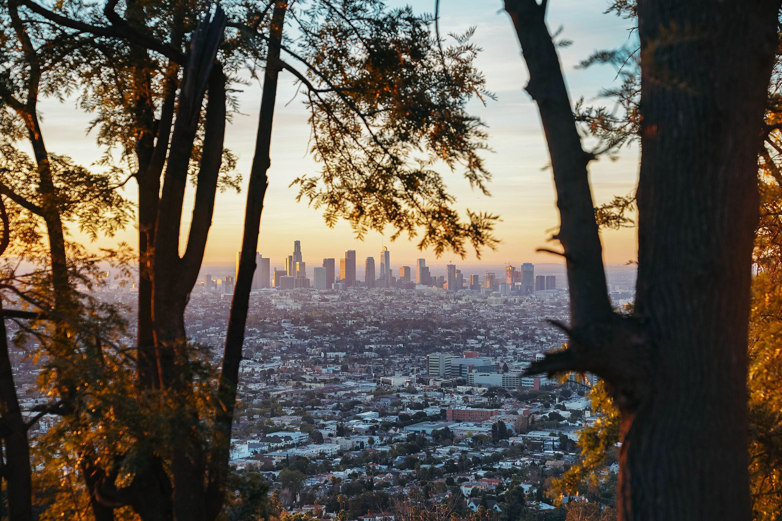 A view of the buildings of downtown Los Angeles seen from a distance between two trees.