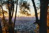 A view of the buildings of downtown Los Angeles seen from a distance between two trees.