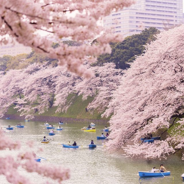 Cherry blossom frames people rowing in blue boats on a lake in Tokyo, Japan