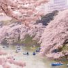 Cherry blossom frames people rowing in blue boats on a lake in Tokyo, Japan