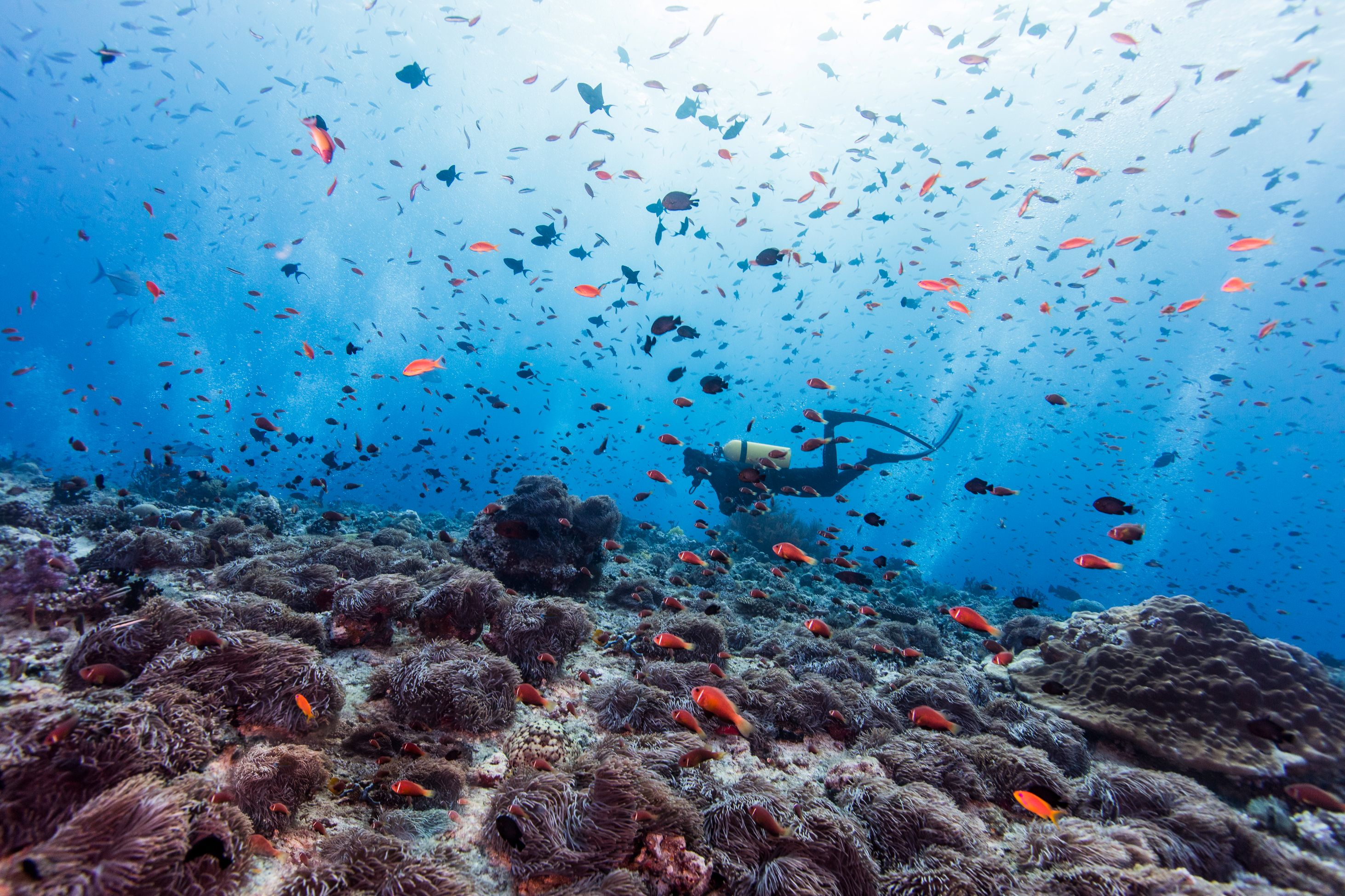 diver underwater surrounded by fish