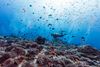 diver underwater surrounded by fish