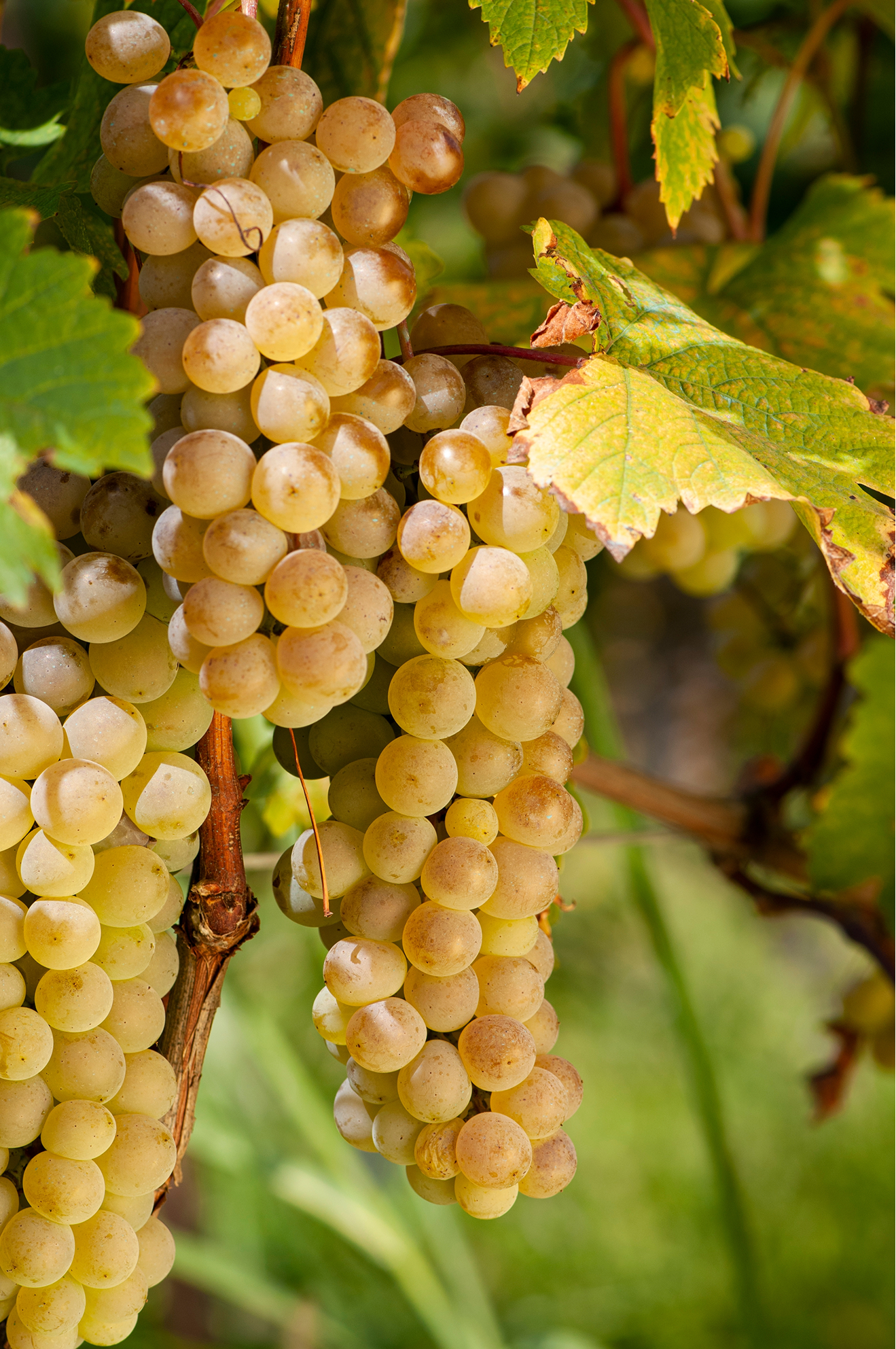 expedia_de-de_GuideToGeorgia_de - kakheti