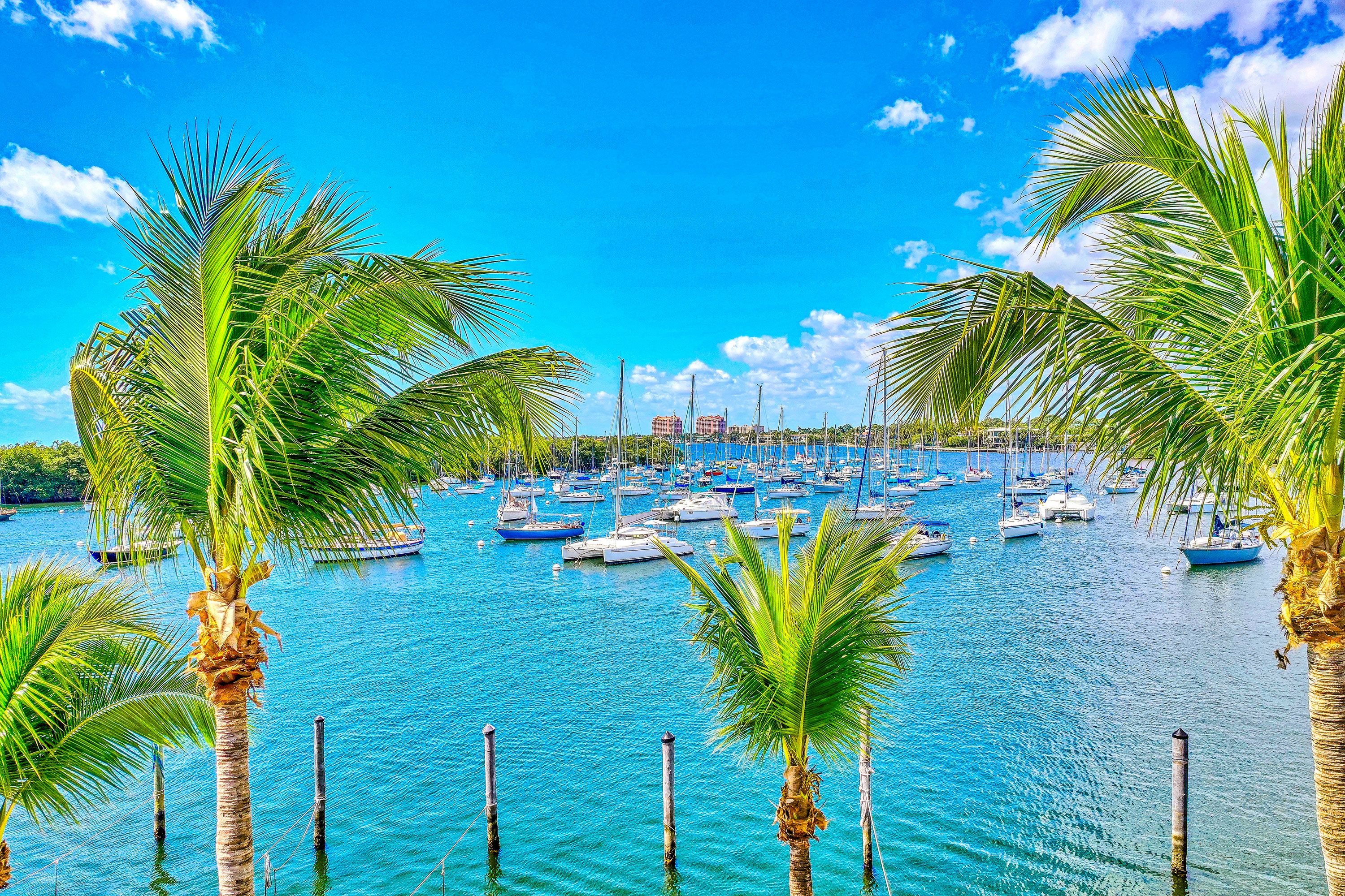 Several palm trees and wooden pylons in the water give way to a view of  sailboats in the water at the Cocount Grove Marina in Miami on a sunny day with blue skies. 