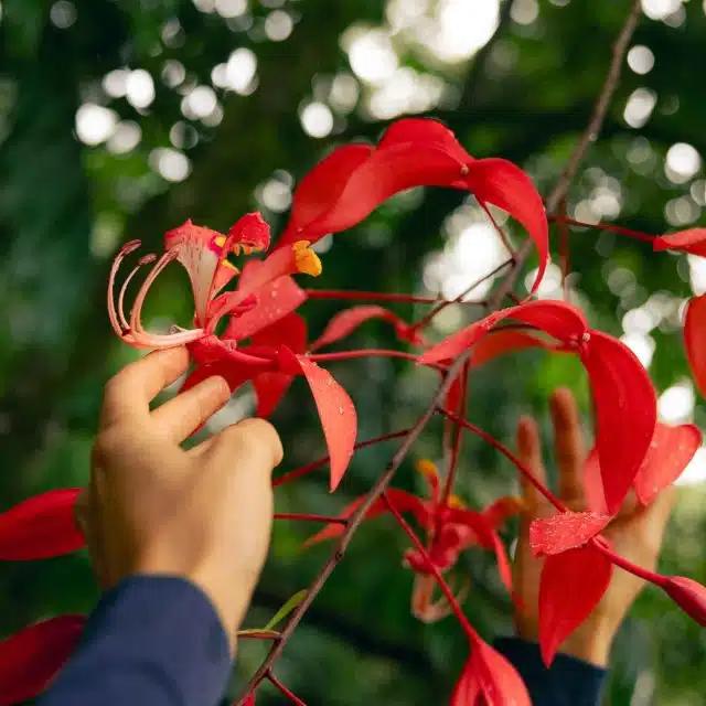 Delicate blooms on a bright red Amhertsia tree, at Hoʻomaluhia Botanical Garden