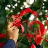 Delicate blooms on a bright red Amhertsia tree, at Hoʻomaluhia Botanical Garden