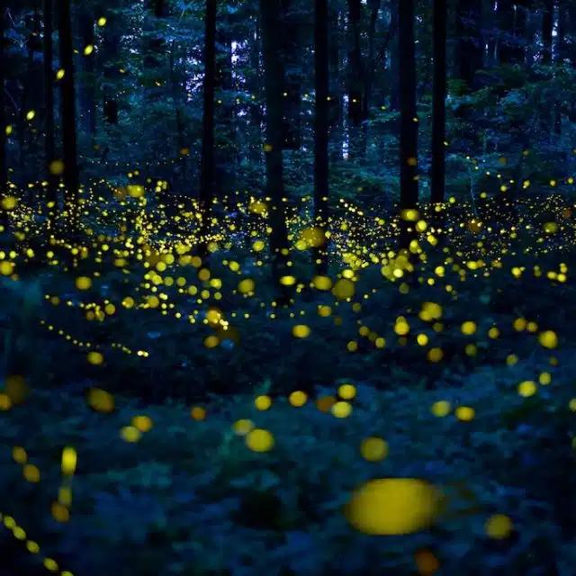 Fireflies glowing yellow in a forest by night