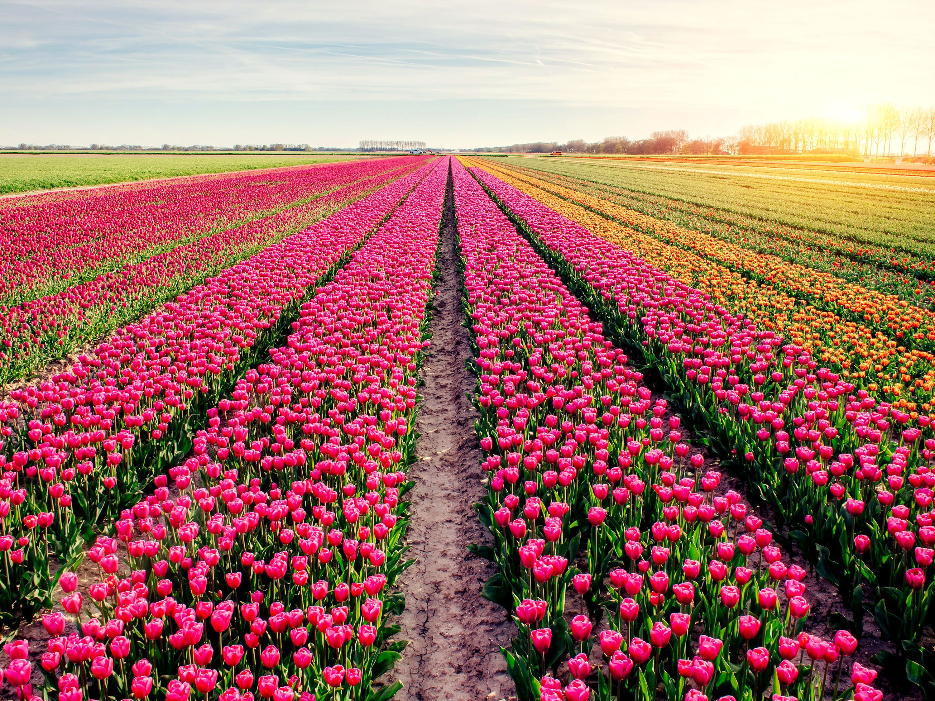 Endless field of pink and yellow tulips as the sun sets.