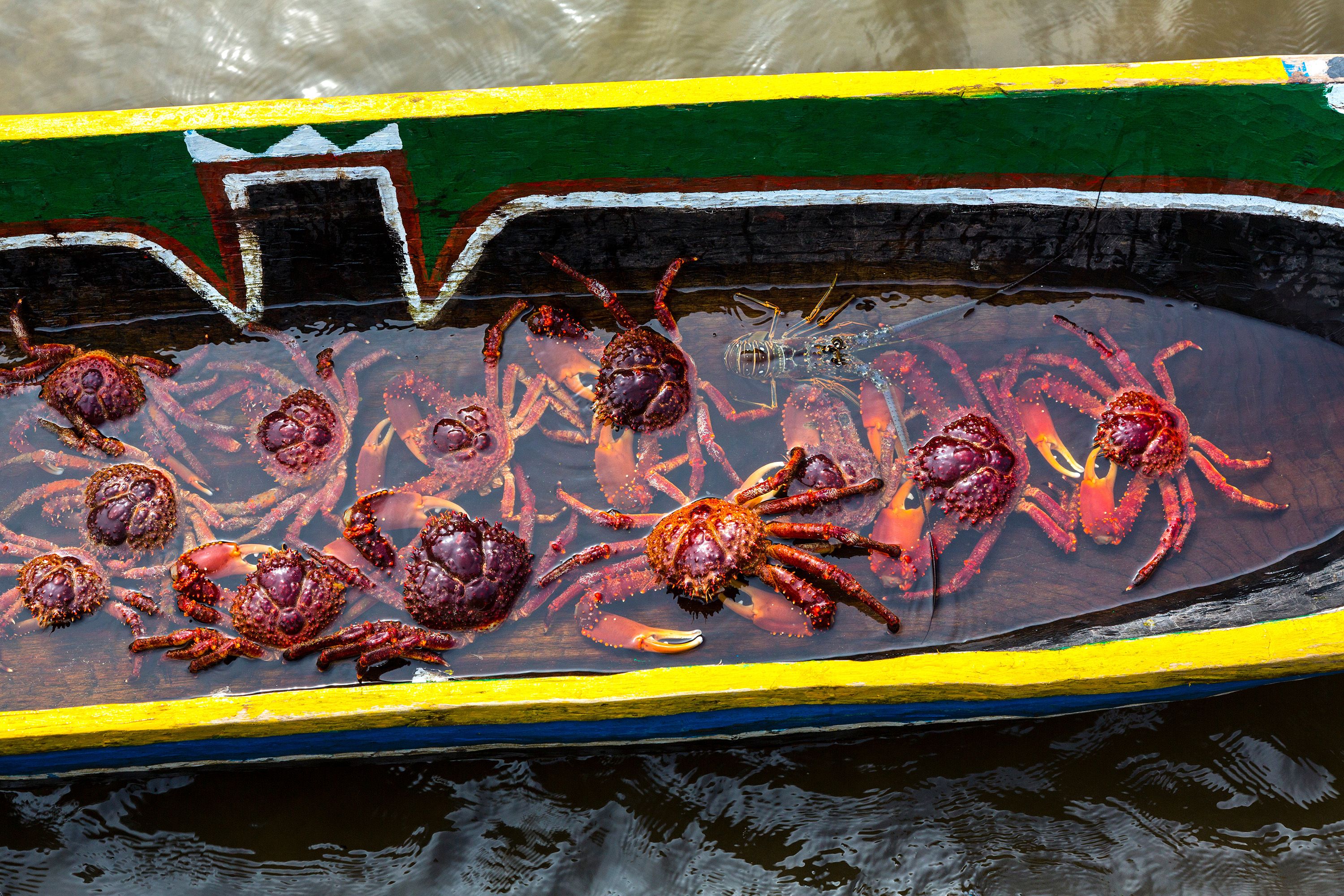 Freshly caught crabs sit in water within a wooden bowl.