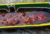 Freshly caught crabs sit in water within a wooden bowl.