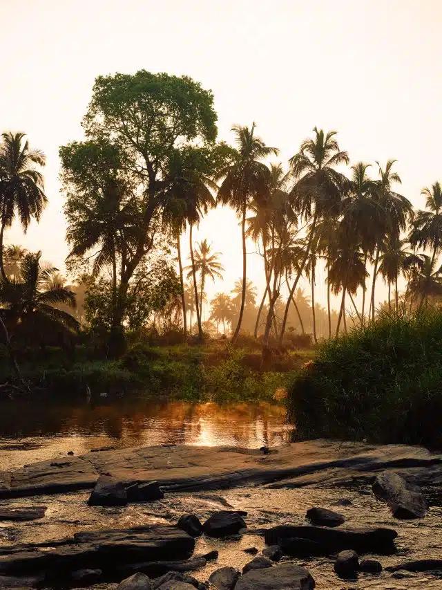 At sunset, palm trees line a shallow river with a rocky bed in Mysuru, India