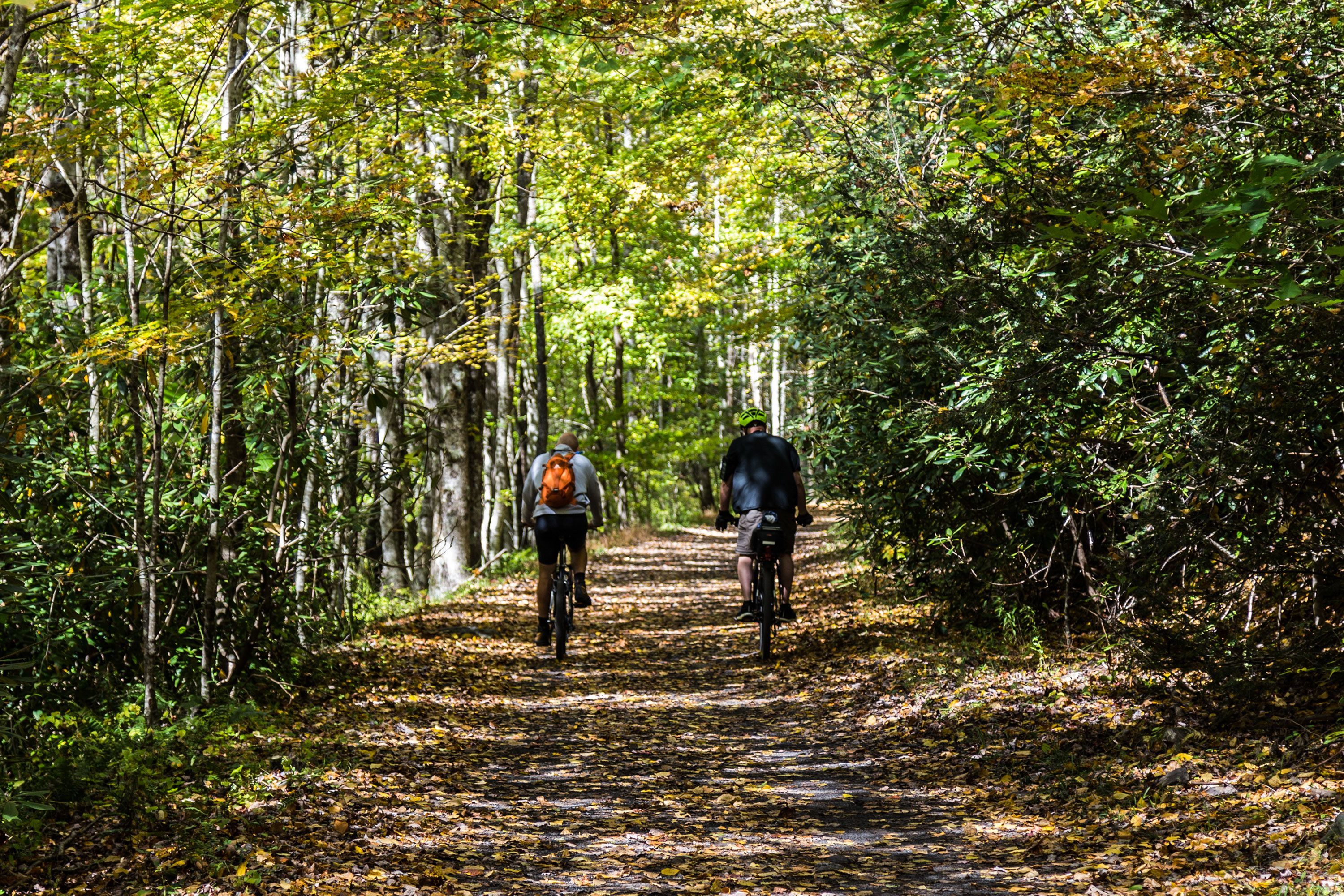 Two bikers ride on a dirt trail in the forest.