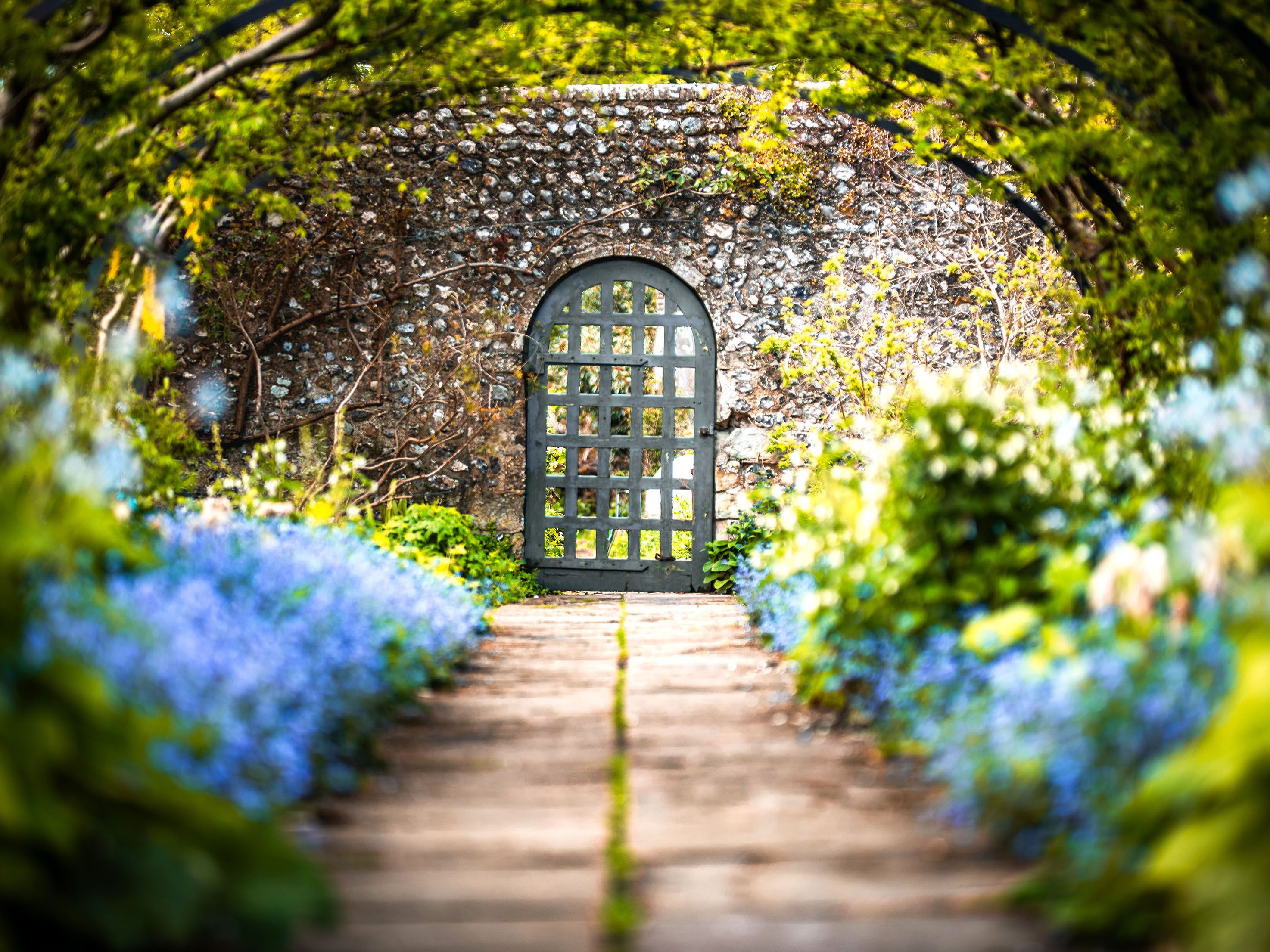 Blue flowers and greenery under an archway and an iron door.
