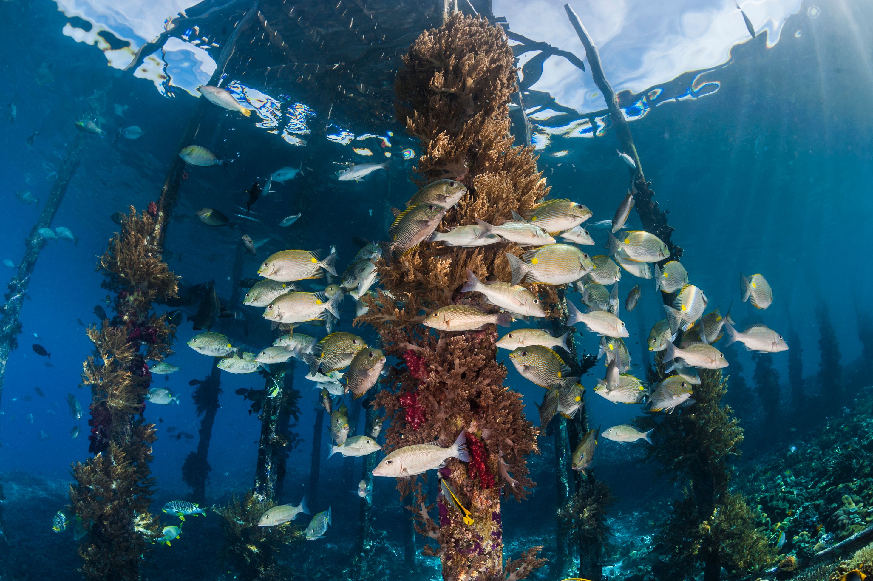 Underneath a jetty in Raja Ampat, diving with fish and coral.