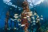 Underneath a jetty in Raja Ampat, diving with fish and coral.