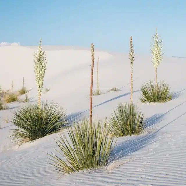 Soapweed yucca growing in sand