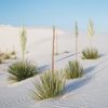Soapweed yucca growing in sand