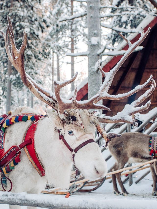 A reindeer in the snow