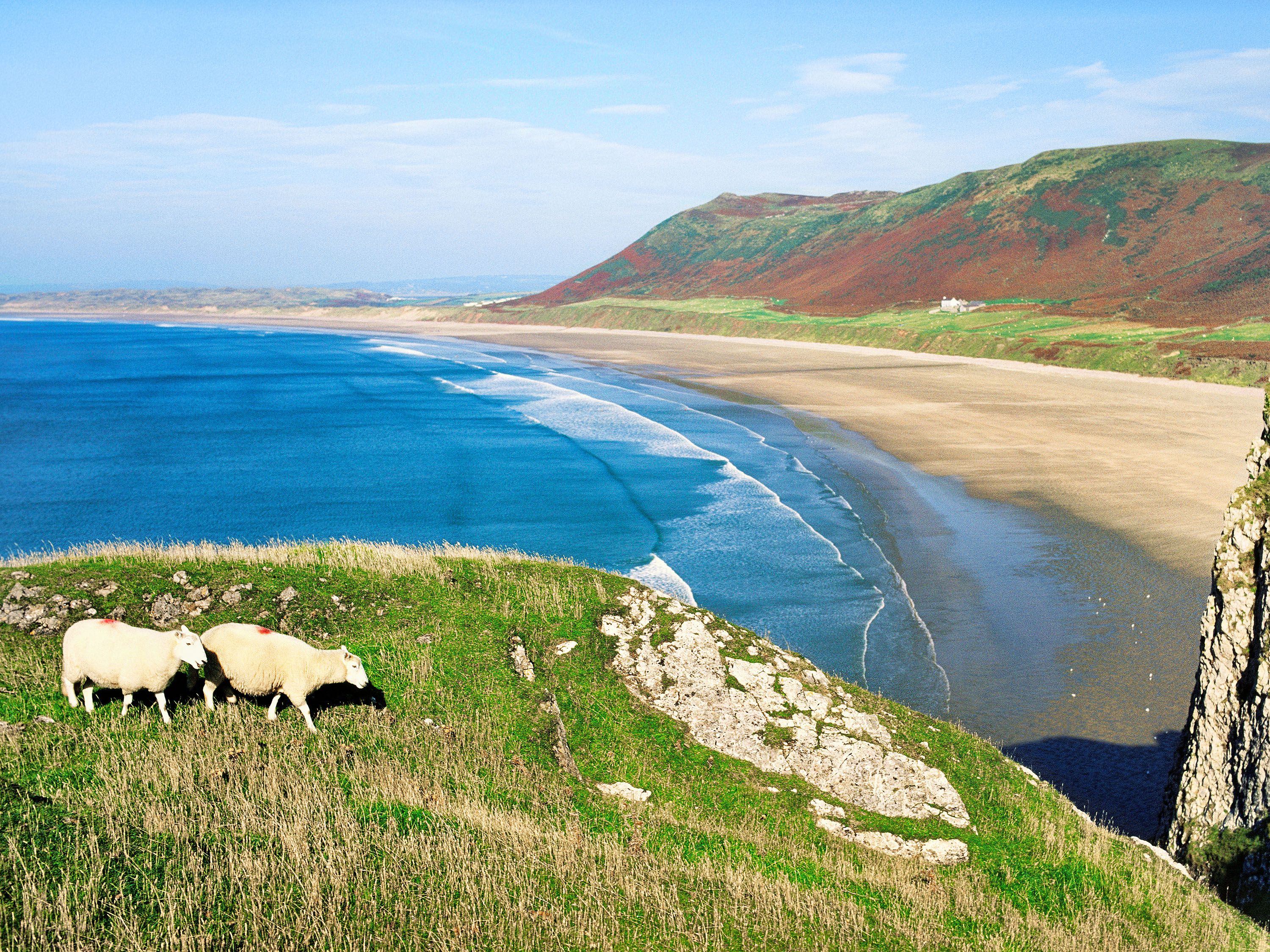 Sheep graze on a cliff overlooking the ocean.