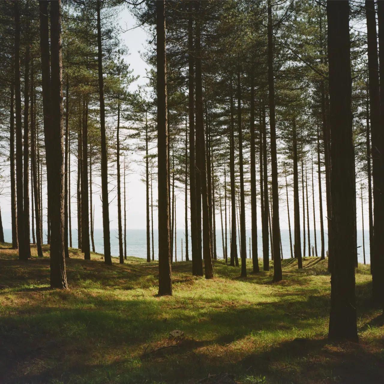 Newborough Forest, Anglesey, Wales