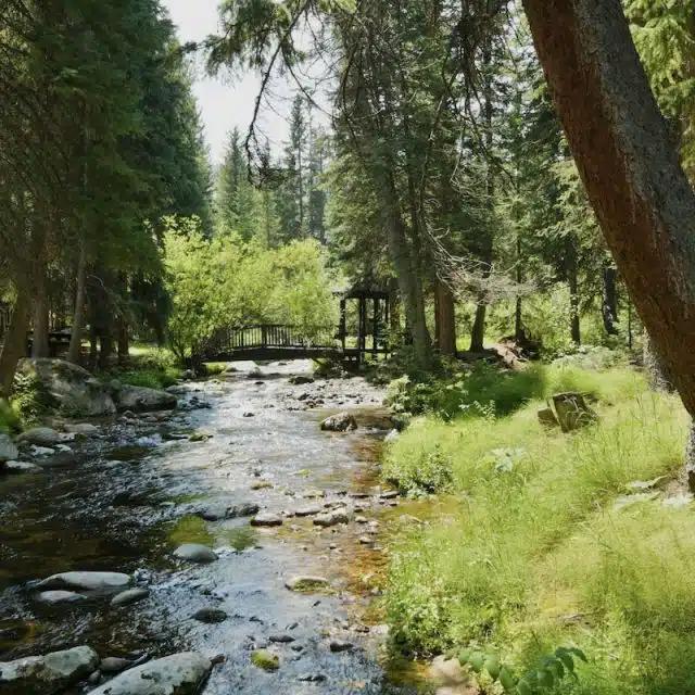 A creek flanked by trees and greenery on a sunny day