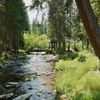 A creek flanked by trees and greenery on a sunny day