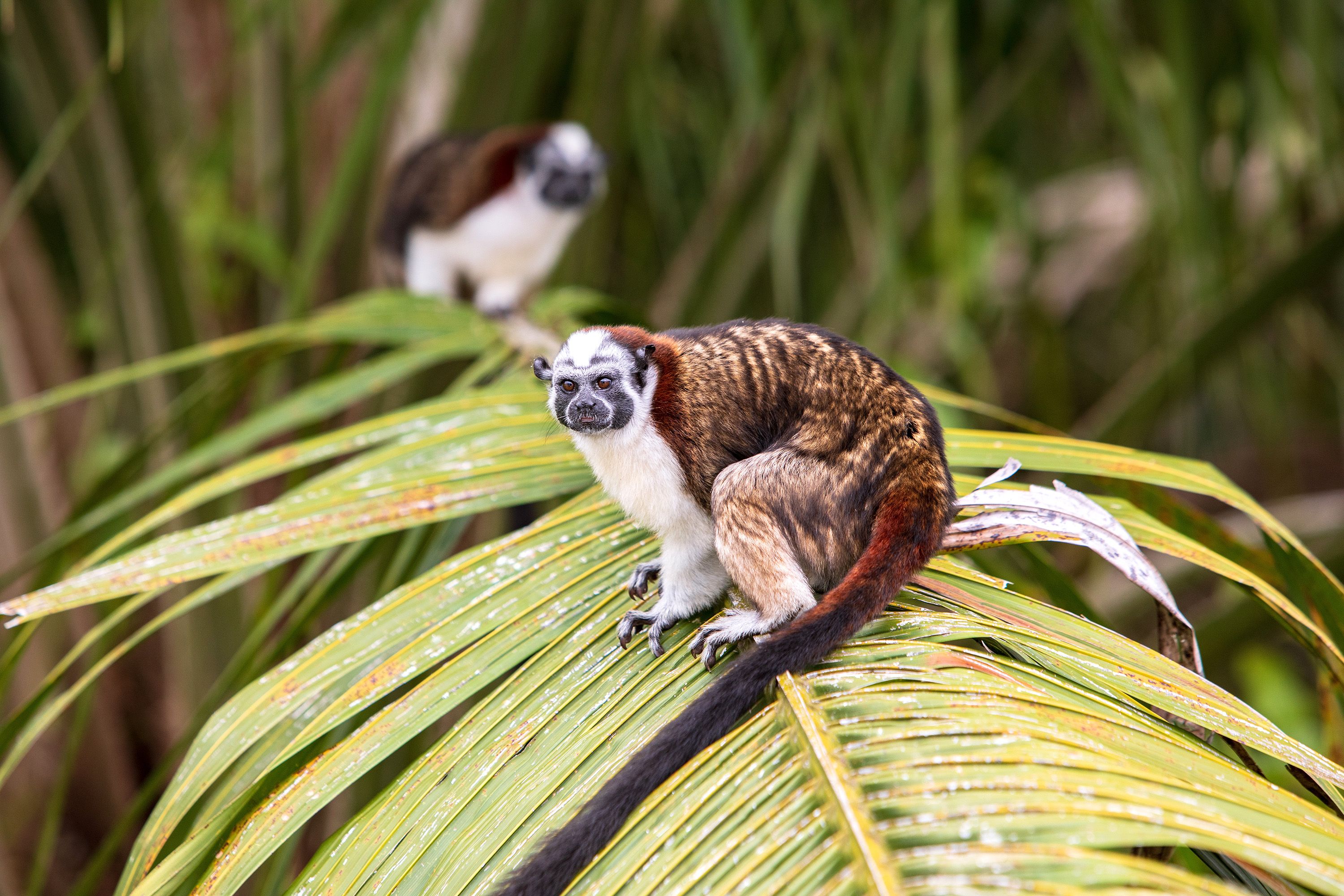 Two monkeys sit on wide palm leaves in a tree.