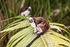Two monkeys sit on wide palm leaves in a tree.