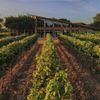 The tasting room at William Chris Vineyards in Texas Hill Country