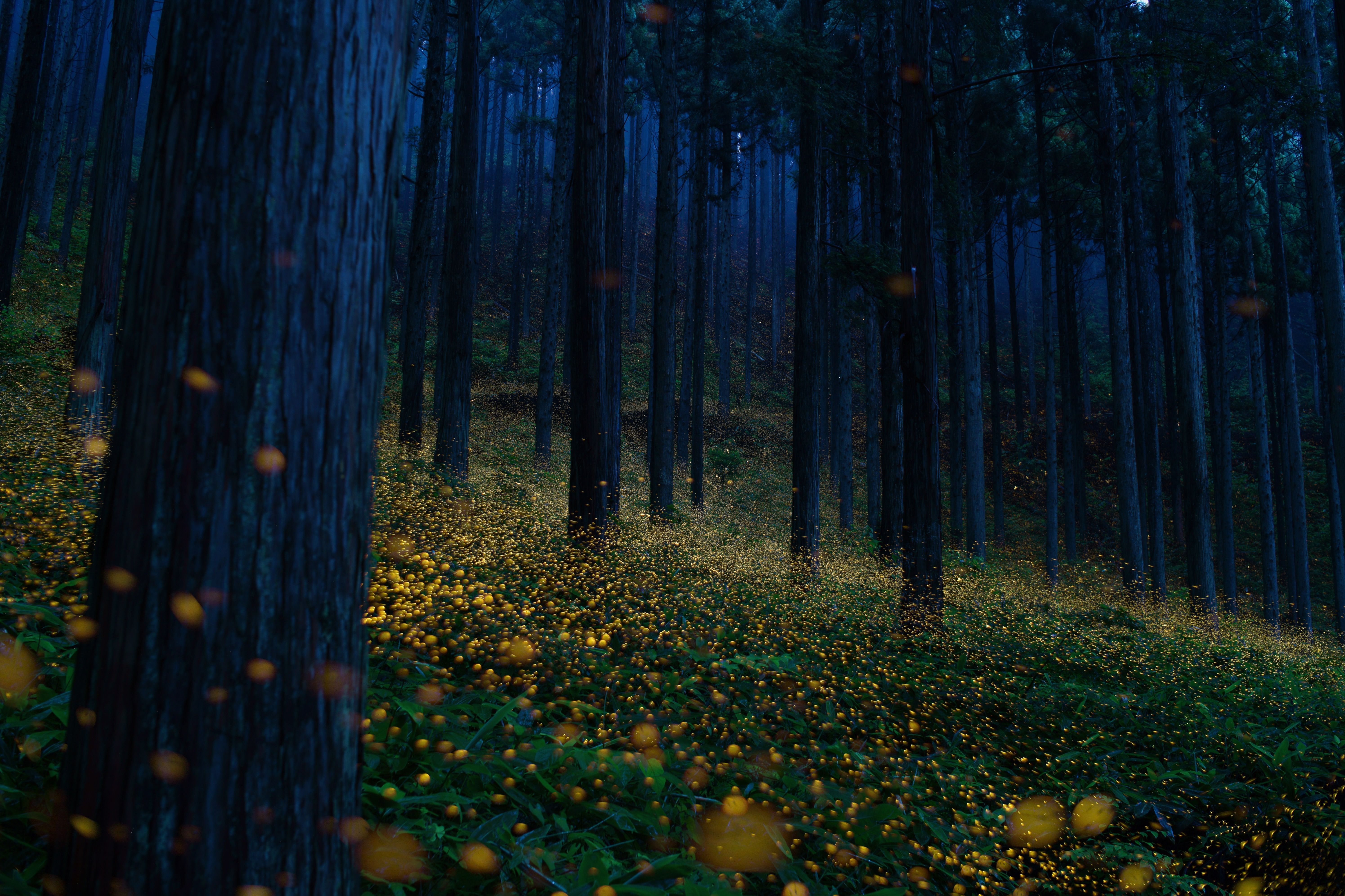 Japanese fireflies light up the forest floor at night