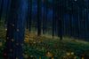 Japanese fireflies light up the forest floor at night