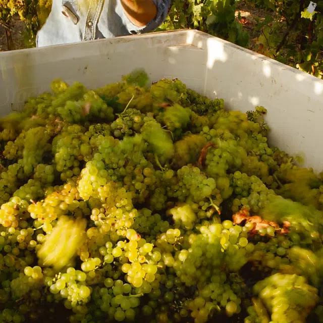 A vat of green grapes ready for pressing 