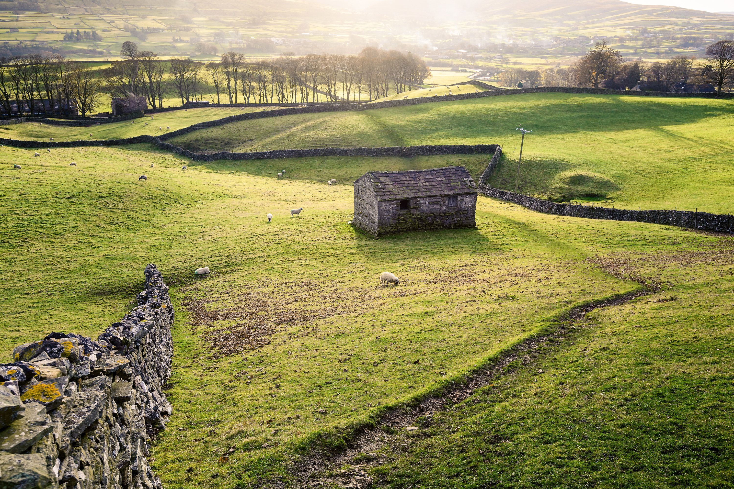 Rural view with meadows, sheep, stone walls and a stone house in Yorkshire Dawes National Park.